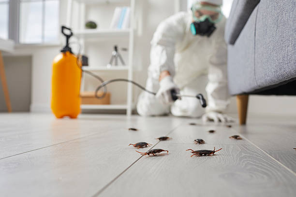 Post-Treatment Bed Bug Interceptor Monitoring in Masontown